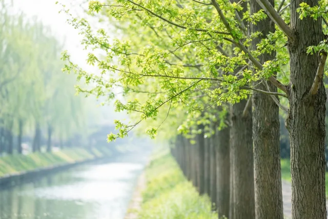 Groen langs het water