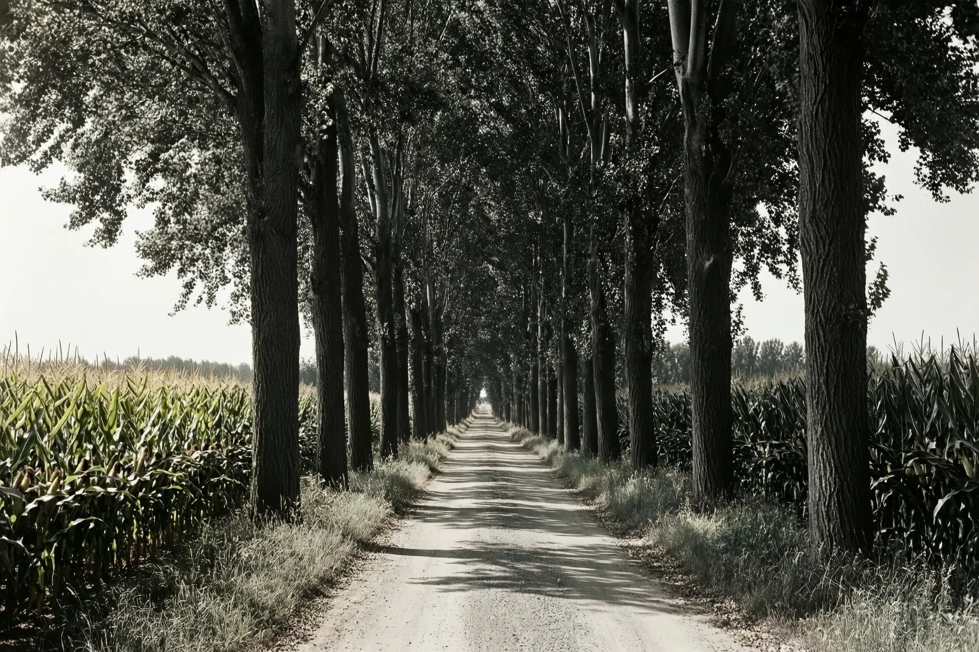 Een onverharde weg loopt tussen hoge populieren en maïsvelden naar de verte onder een heldere hemel, in gedempte sepiatinten.