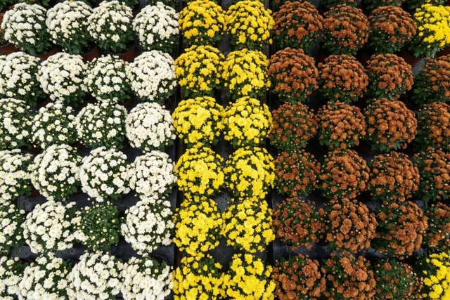 Elke chrysant een gedachte