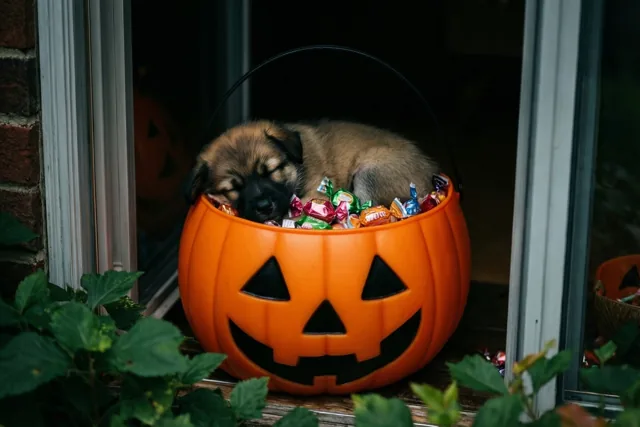 Een hondje droomt van Halloween