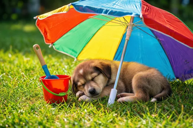 Puppy viert vakantie in het gras