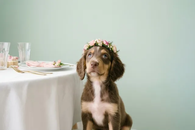 Een puppy voor je feestdag
