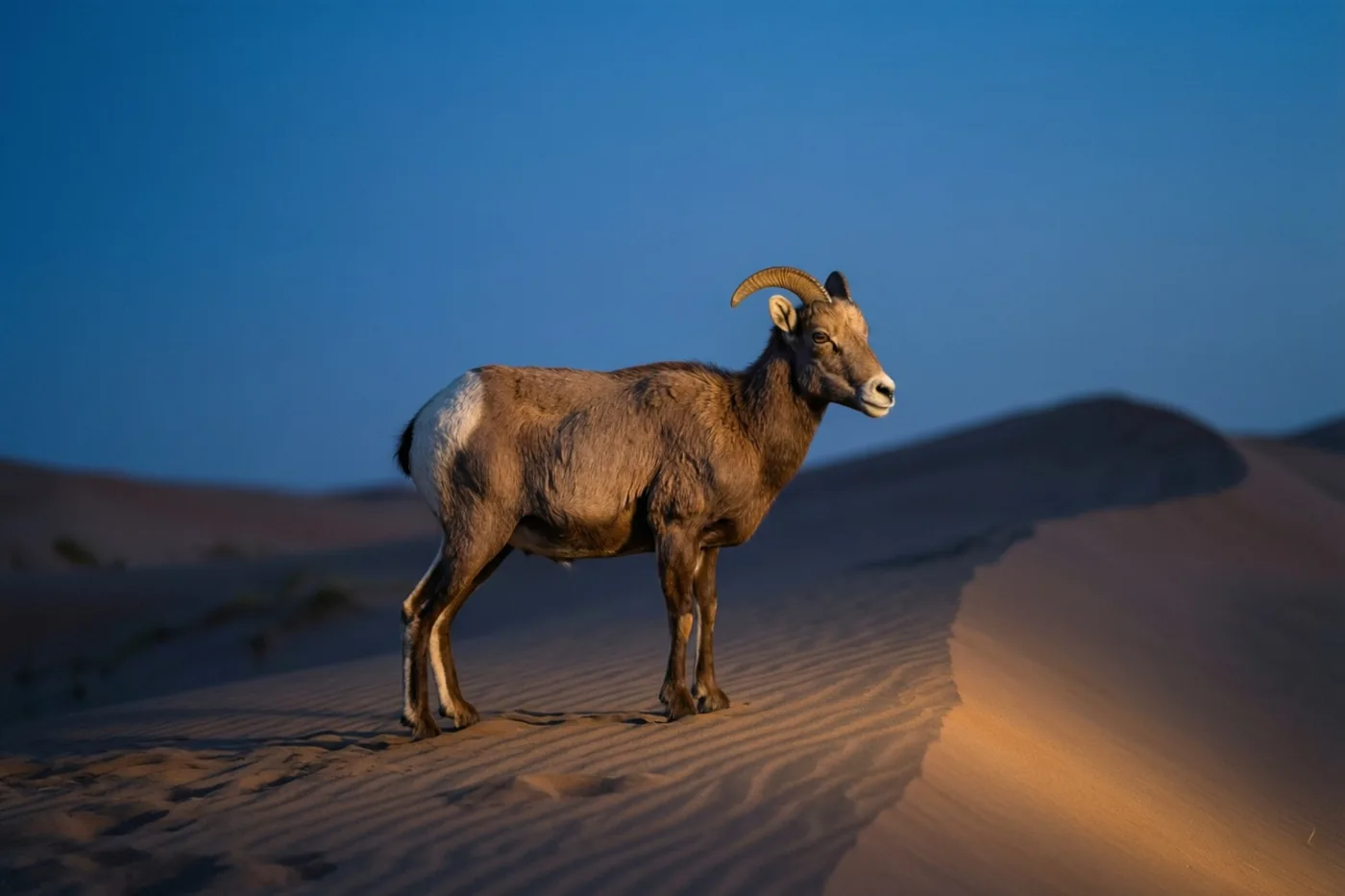 Een ram met gebogen horens staat op een zandduin onder een helderblauwe hemel in warm goudkleurig licht.