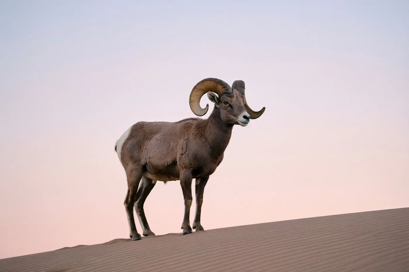Een ram met grote gebogen horens staat alleen op een zandduin bij dageraad onder een zachtroze en blauwe hemel.