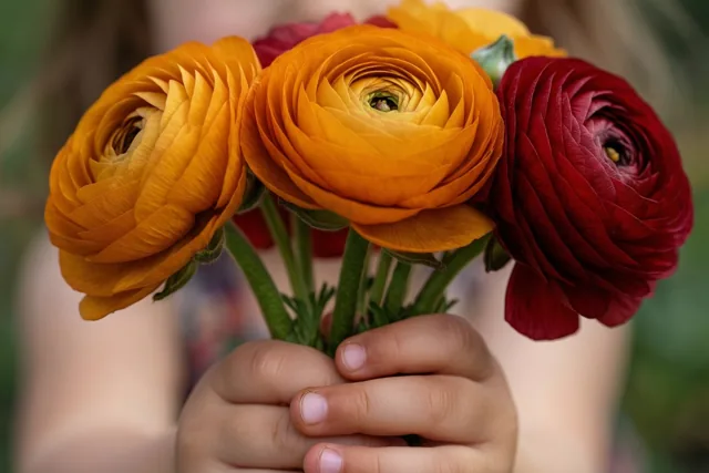 Kleine kinderhanden houden de groene stelen van een bosje ranonkels vast in een close-up met oranje, dieprode en groene tinten.