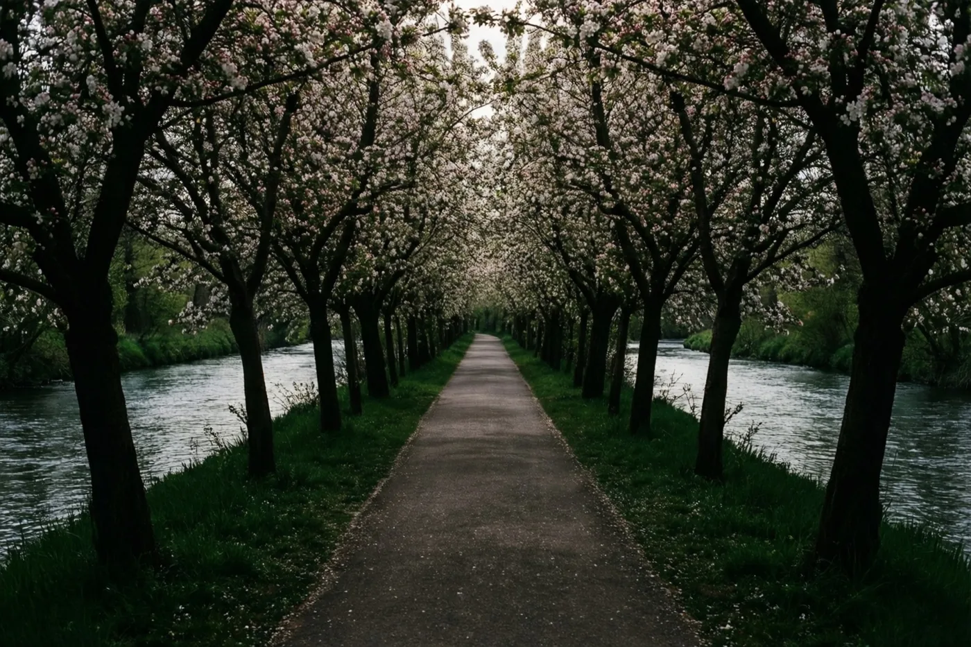 Een smal verhard pad loopt recht door een tunnel van roze en witte bloesems langs een rustige rivier, met donkere boomstammen en groen gras onder een bewolkte hemel.
