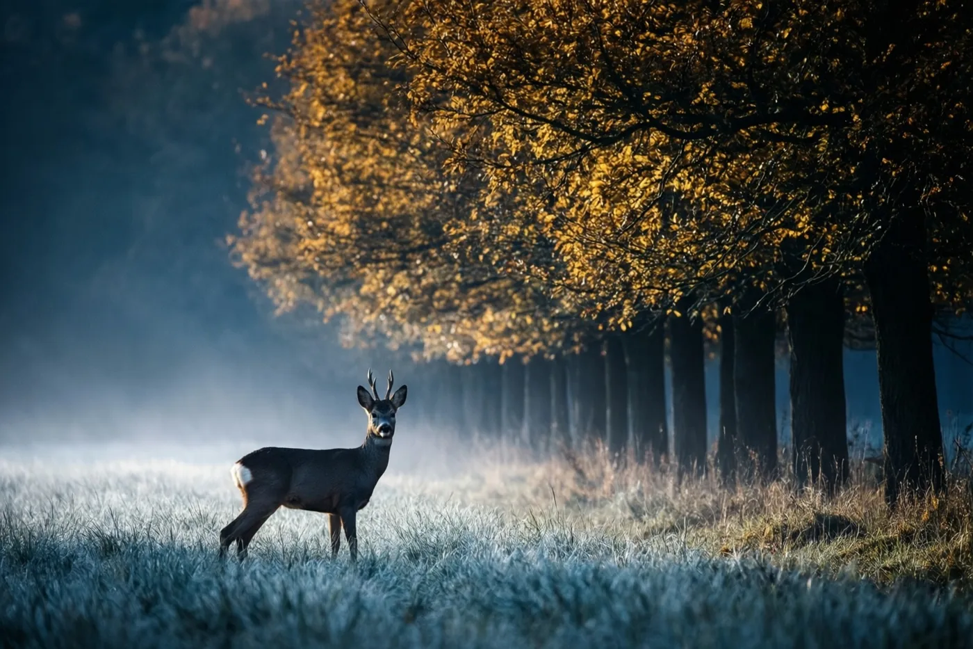 Een ree staat alert in een veld bedekt met rijp, met een rij goudkleurige herfstbomen onder een mistige hemel in zachte gouden, blauwe en aardetinten.