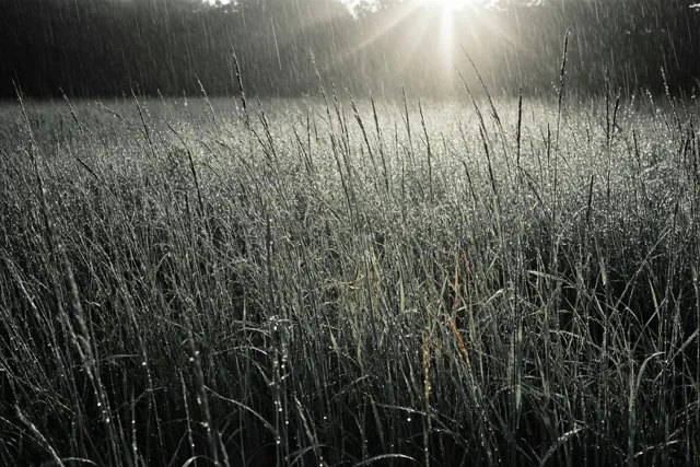 Lichtpuntjes tussen het gras