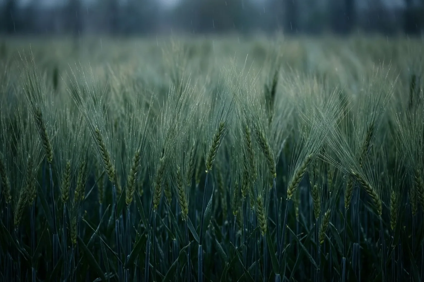 Jonge groene gerst staat in nette rijen op een nevelig veld, met regendruppels aan de toppen na een lentebui.