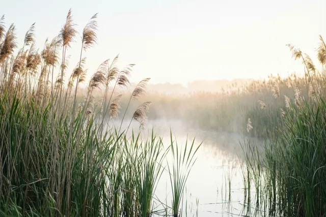 Stilte tussen het riet