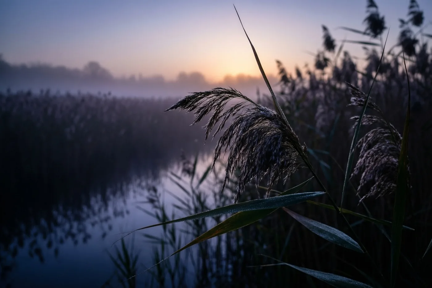 Riet is van dichtbij te zien in een moeras bij schemering, met mist boven het water en een blauwe en paarse lucht met een oranje gloed aan de horizon.
