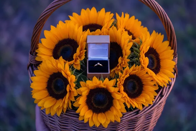 Zonnebloemen voor jullie ja