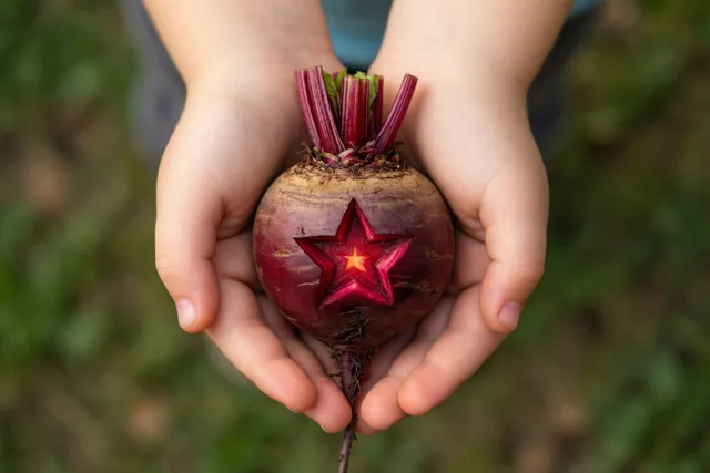 Een bietenster in kinderhanden
