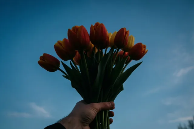 Zomaar tulpen, zomaar voor jou