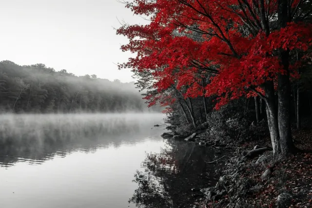 Rood kleurt de stille herfst