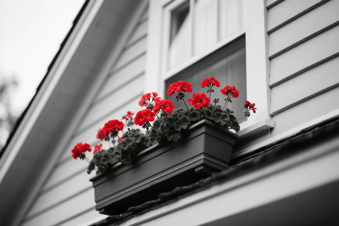 Een bloembak met rode geraniums staat op de vensterbank van een trapgevelhuis met witte gevelbekleding, waarbij alleen de bloemen in kleur zijn.