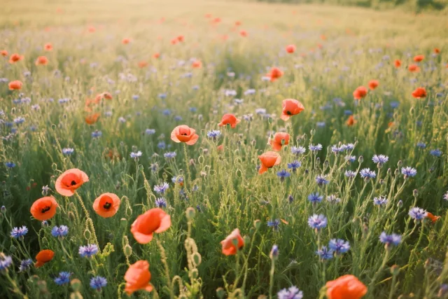 Een veld vol zomergroeten