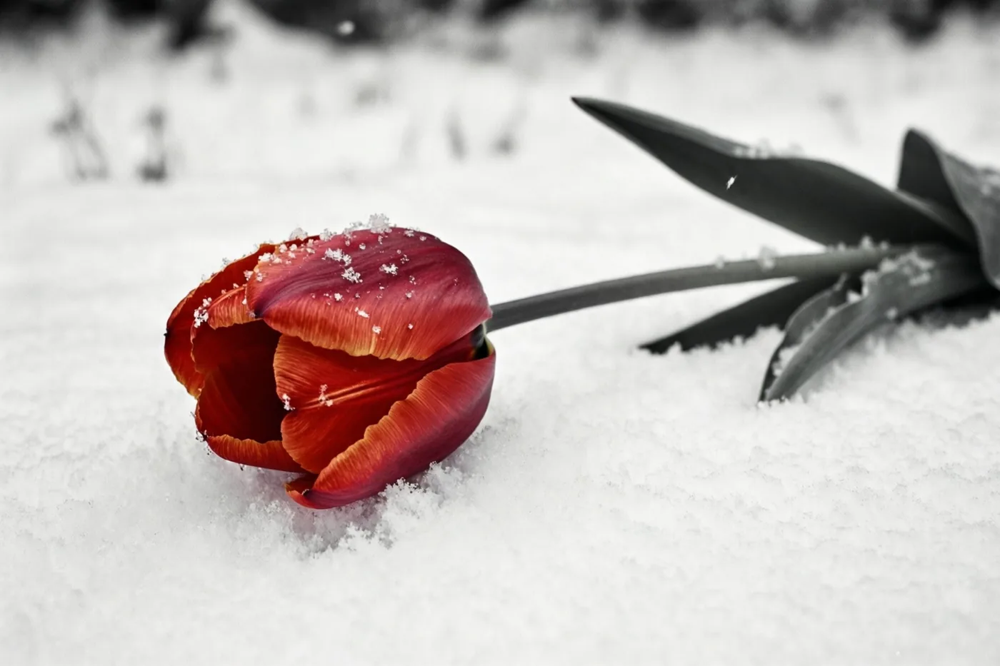 Een rode tulp met sneeuwvlokken op de bloemblaadjes ligt op verse sneeuw, waarbij alleen de bloem kleur heeft en de omgeving monochroom is.