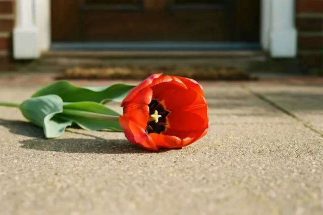 Een tulp om sorry te zeggen