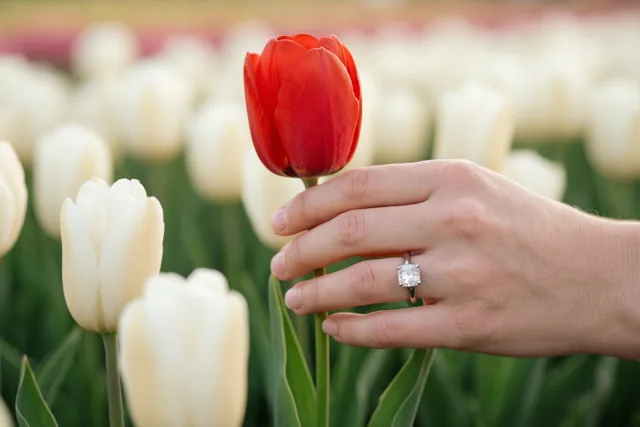 Een tulp voor jullie belofte