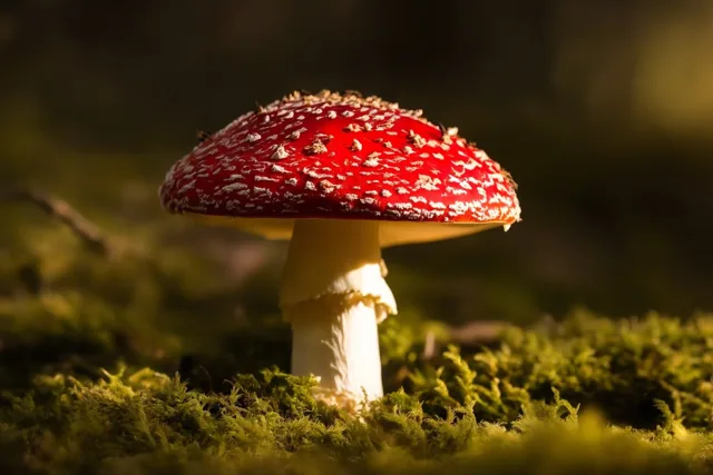 Rood tussen het mos
