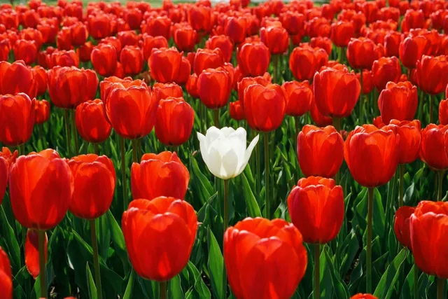 De lente kleurt rood