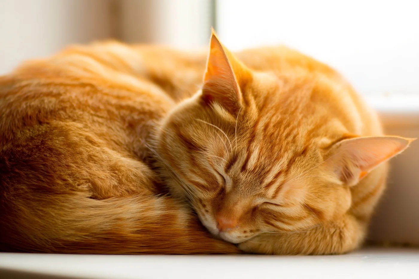 Een rosse kat slaapt opgekruld op een witte vensterbank in warm zonlicht, in oranje, witte en zachtgele tinten.
