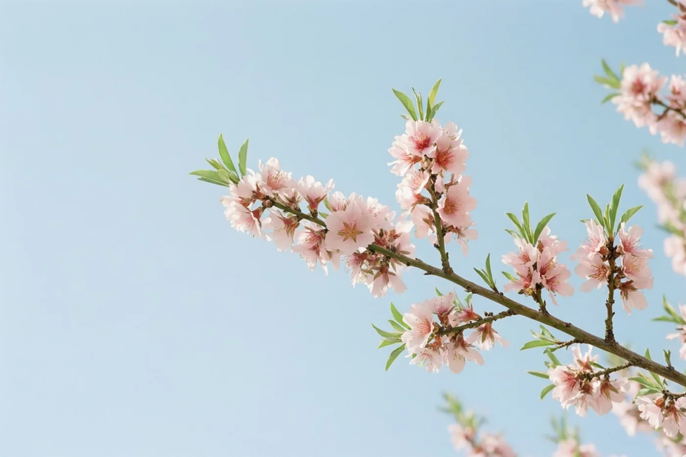 Een tak met roze amandelbloesems en groene bladeren loopt schuin door het beeld tegen een heldere lichtblauwe lucht.