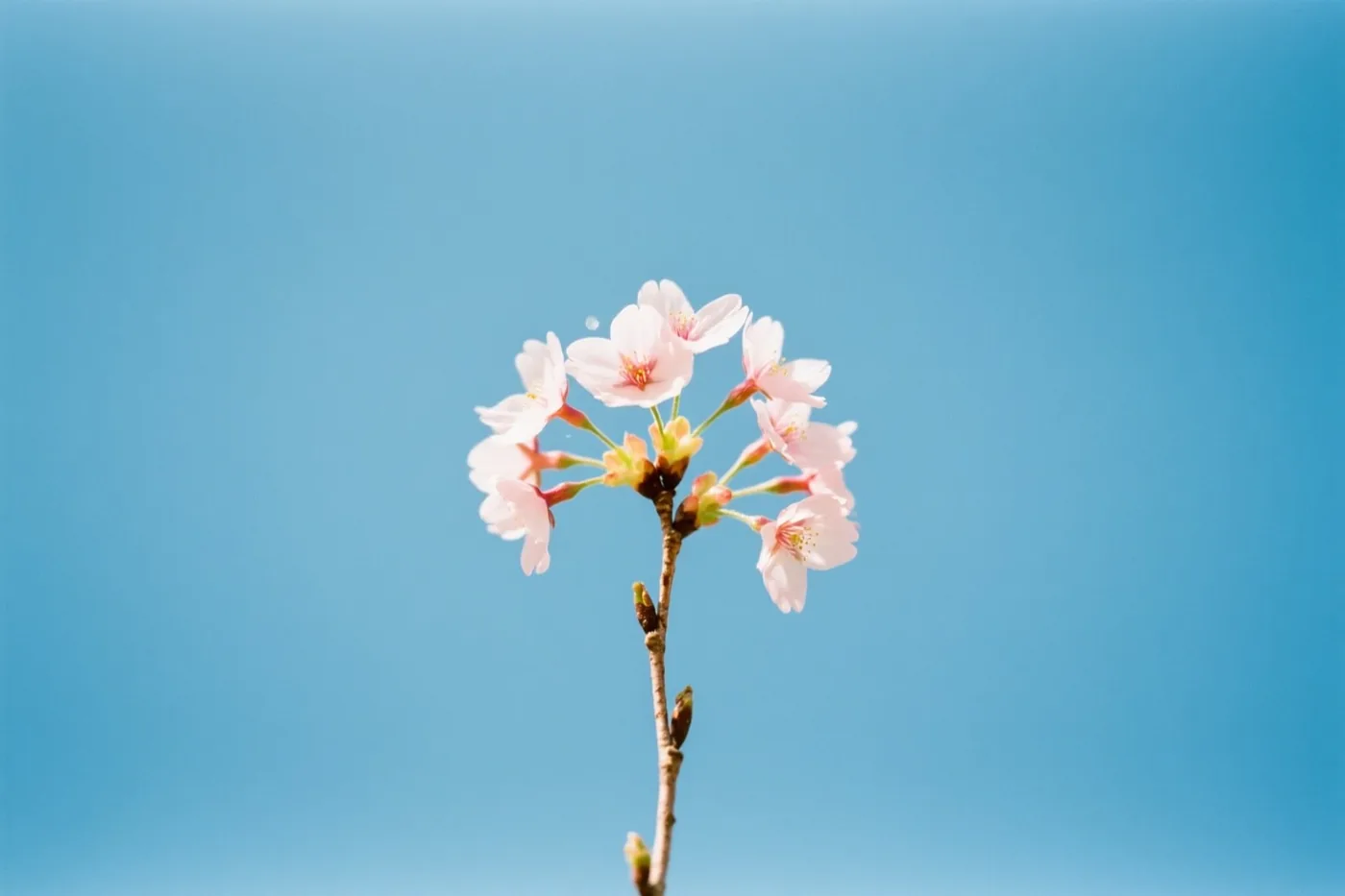 Een enkele tak met roze kersenbloesems staat tegen een helderblauwe lucht.