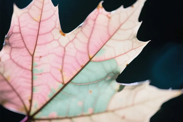 Herfstbladeren in zachtroze en groene tinten zijn van dichtbij in tegenlicht te zien, met duidelijke nerven tegen een donkere achtergrond.