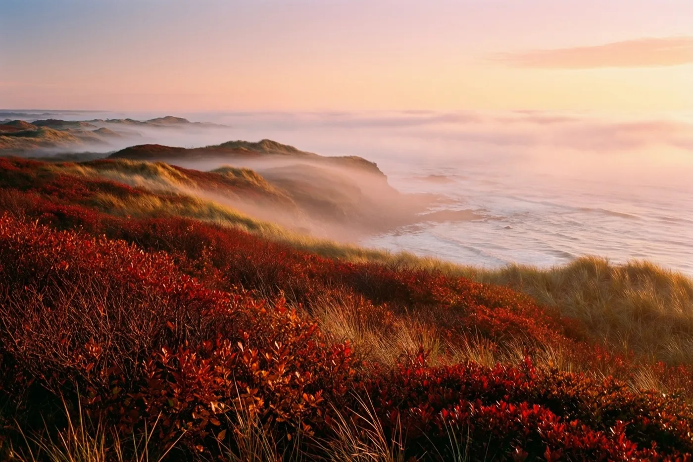 Bij het ochtendgloren hangt zeemist over duinen met roestkleurige herfststruiken, met de zee zichtbaar door de mist onder een zachtroze en lichtblauwe hemel.