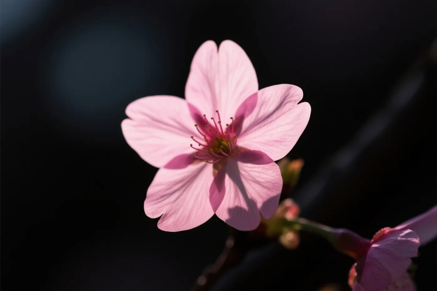 Een enkele roze kersenbloesem is van dichtbij te zien tegen een donkere achtergrond, met een beetje groen aan de steel.