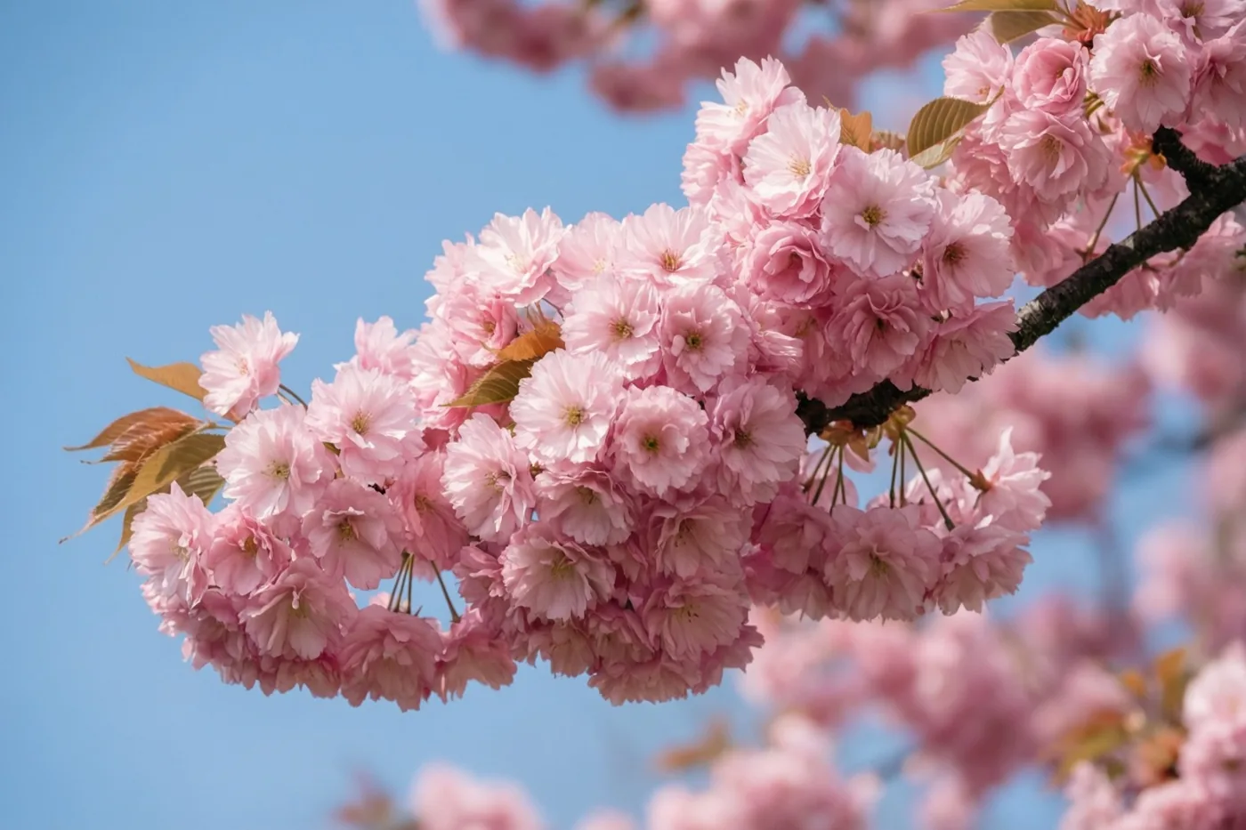 Dichte trossen roze kersenbloesems groeien aan een donkere tak tegen een helderblauwe hemel.