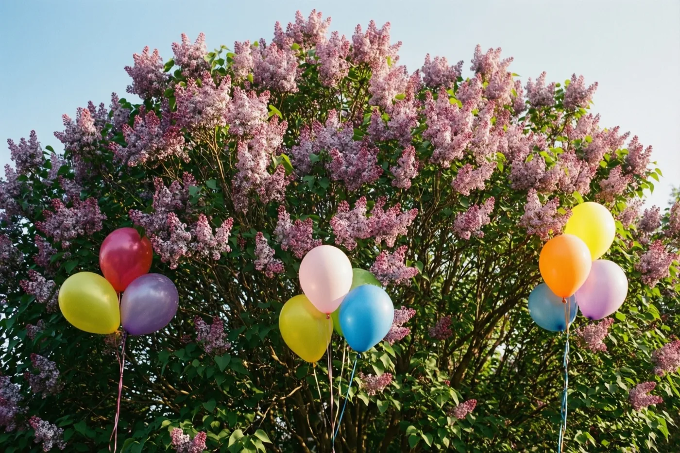 Een rijkbloeiende seringenstruik met roze bloemtrossen en groene bladeren draagt kleurrijke ballonnen aan de takken, tegen een helderblauwe lucht.