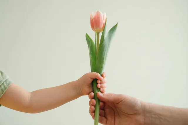 Een kleine kinderhand biedt een roze tulp aan een volwassen hand aan tegen een effen lichte achtergrond.