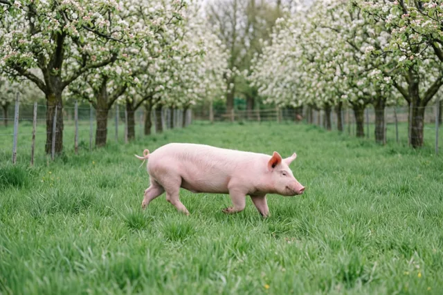 Lentewandeling van een varken