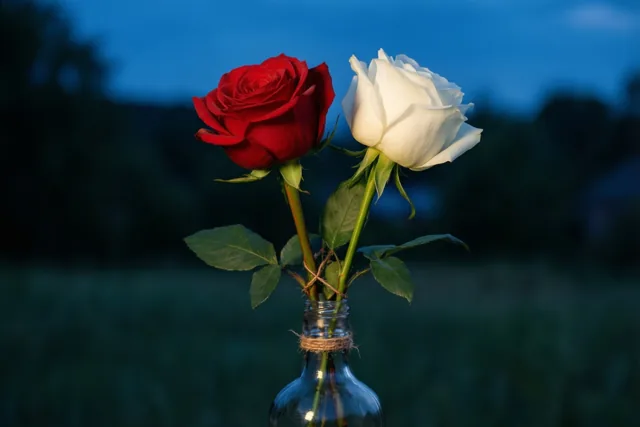 Twee rozen, altijd verbonden