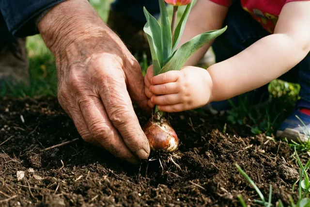 Een verweerde hand van een oudere persoon en een peuterhand planten samen een tulpenbol in donkere aarde, met groen gras op de achtergrond.