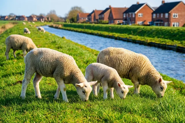 Lentegroen langs het kanaal