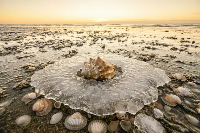 Een schelp in wintergoud