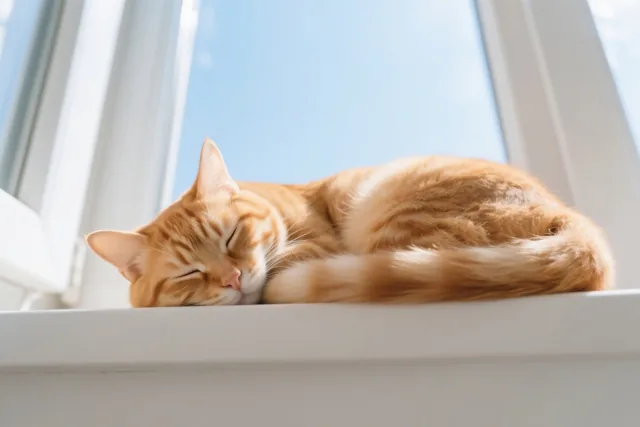 Een rosse kat ligt opgekruld te slapen op een witte vensterbank in de zon, met een helderblauwe lucht achter het raam.