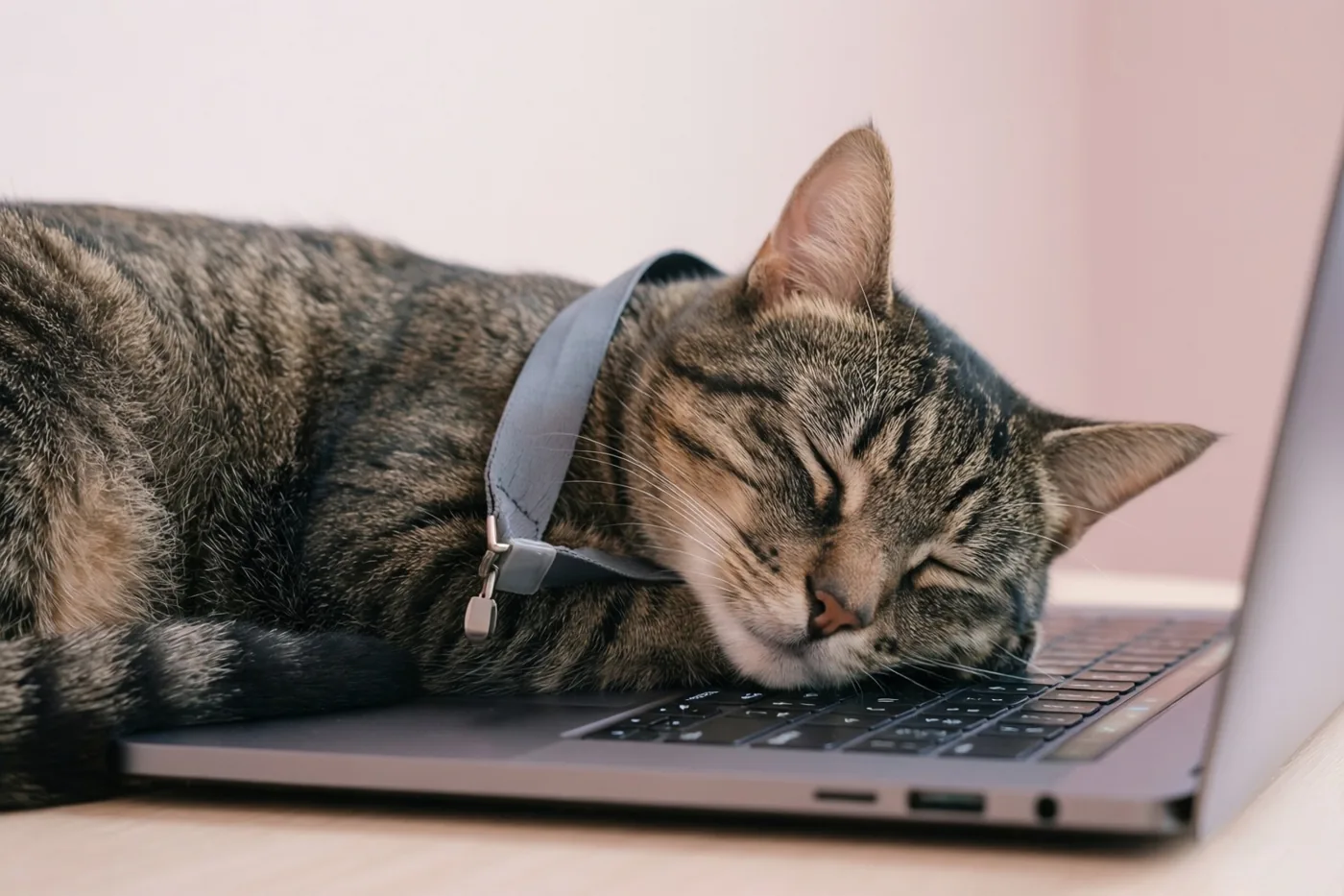 Een gestreepte kat slaapt met haar kop op het toetsenbord van een laptop op een licht houten oppervlak, tegen een zacht vervaagde achtergrond.