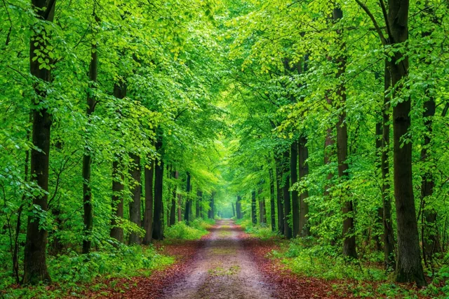 Even tussen de bomen