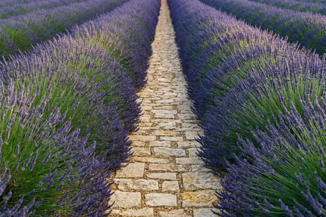 Zomer tussen de lavendel