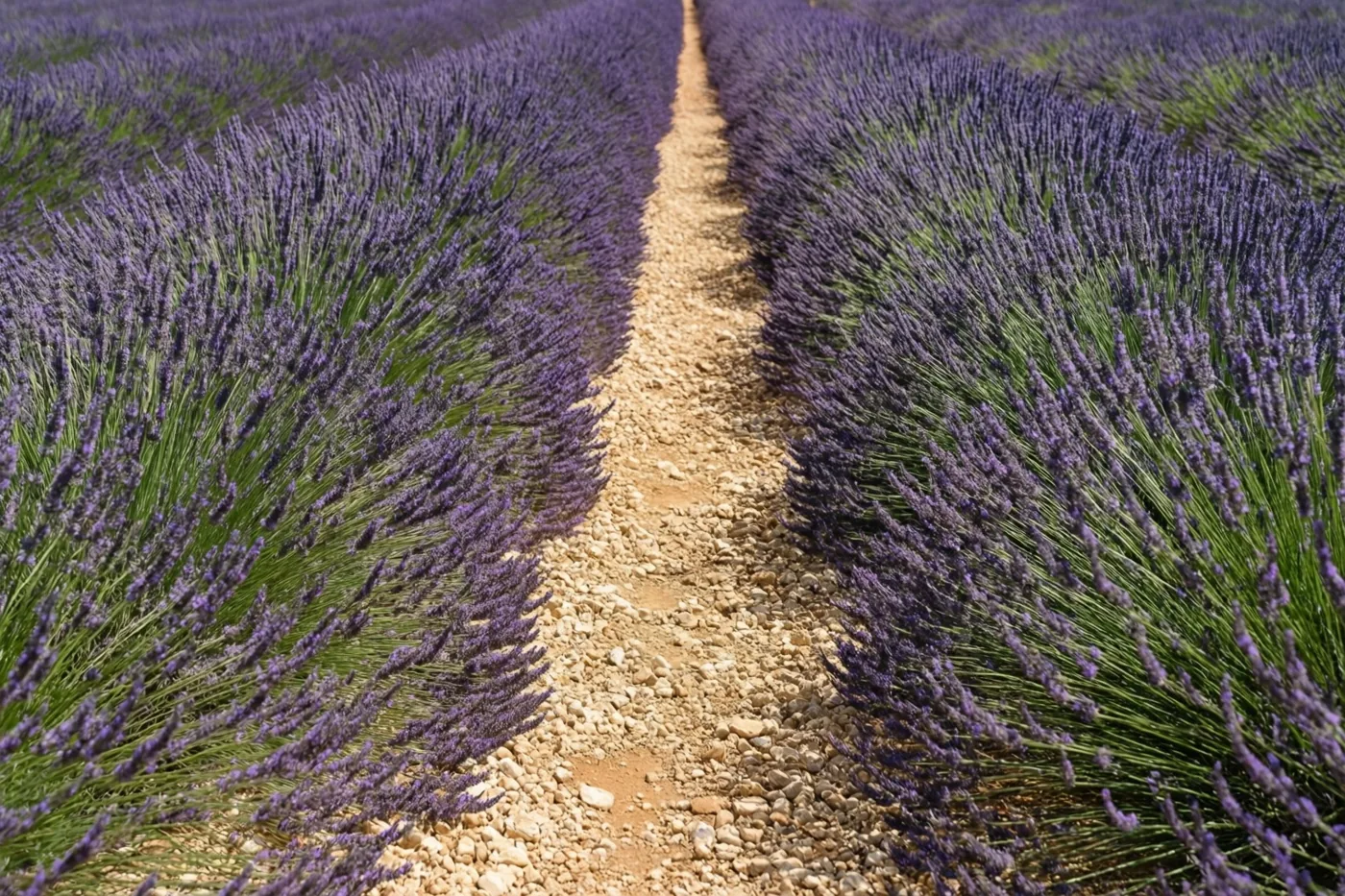 Rijen paarse lavendel flankeren een smal stenen pad in een zonnig landelijk landschap met groene en beige tinten.