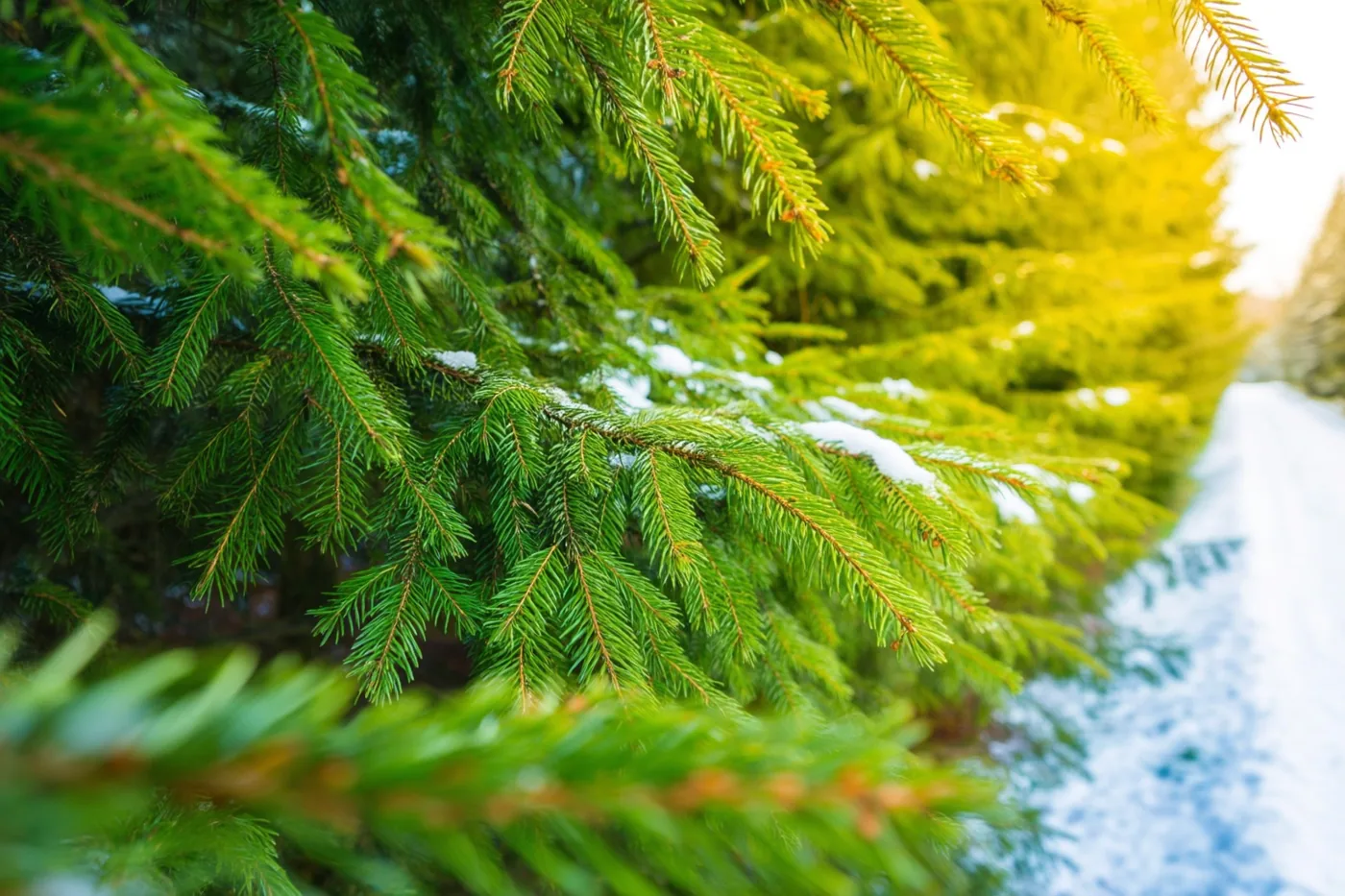 Besneeuwde sparrentakken zijn scherp in beeld voor een wazig, besneeuwd bospad in warm goudkleurig zonlicht.