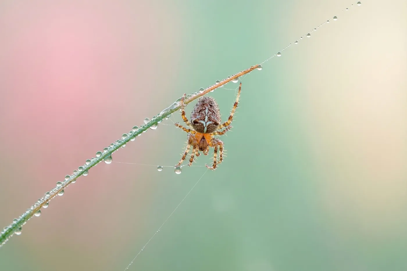 Een spin zit op een met dauw bedekte grashalm, met een fijne spinnendraad schuin door het beeld tegen een onscherpe roze en groene achtergrond.