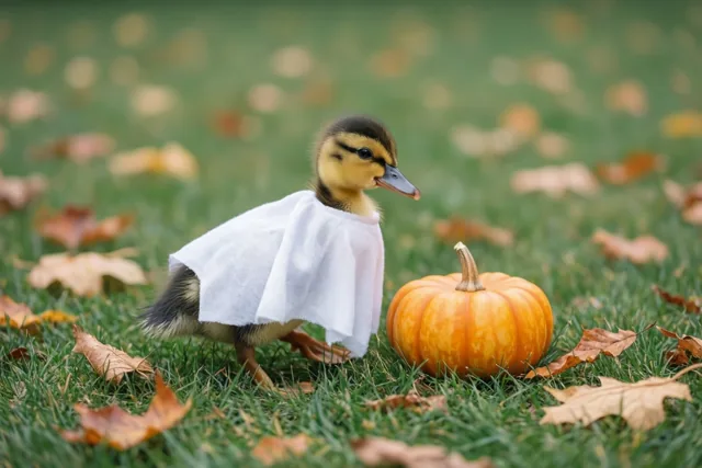 Boe tussen de herfstblaadjes