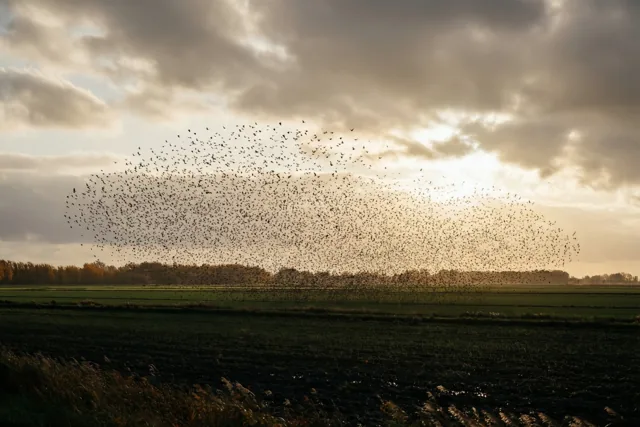 Spreeuwendans in het herfstlicht