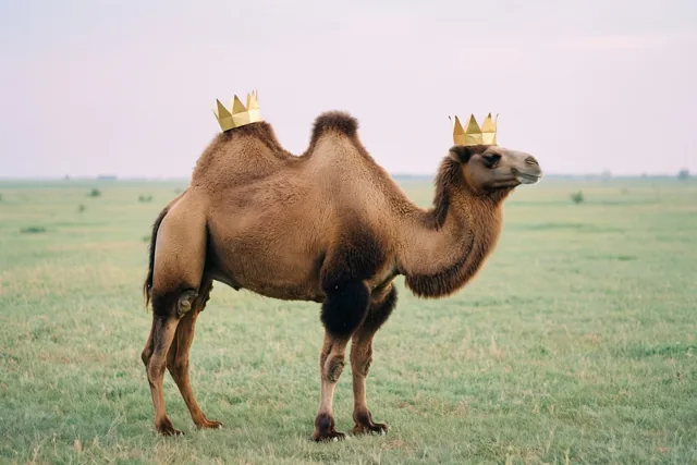 Een kroon op elke bult
